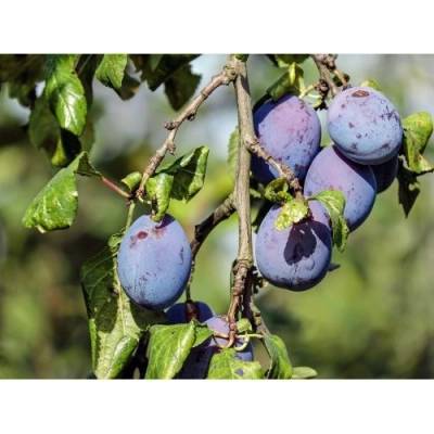 Slivka domáca (Prunus domestica) ´ČAČANSKÁ RANA´ - skorá, výška 150-180 cm, voľnokorenná