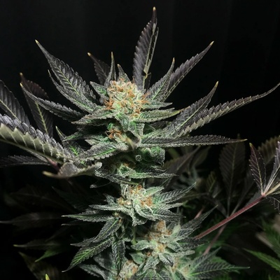 Soma Seeds Lavender OG semienka neobsahujú THC 10 ks