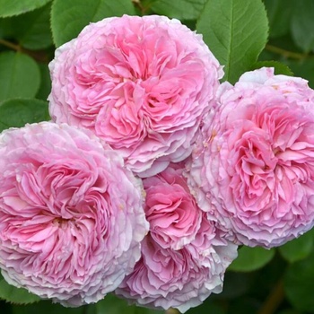 Image 1 of David Austin® Катерлива Роза James Galway® - David Austin®