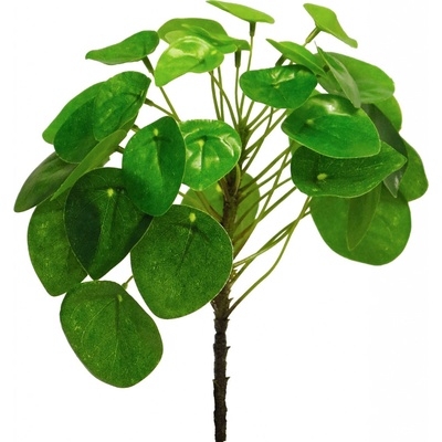 Pilea Peperomioides zelená v23 cm (N317671)