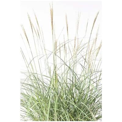 Ozdobnice čínská FloraSelf Miscanthus sinensis 'Adagio' výška 10-60 cm květináč 3 l