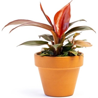 Gardners Philodendron Red Sun, průměr 6 cm Filodendron