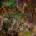 Worm - Foreverglade LP