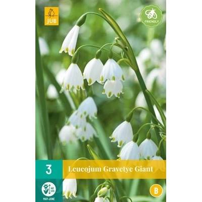 Bledule Leucojum Gravetye Giant