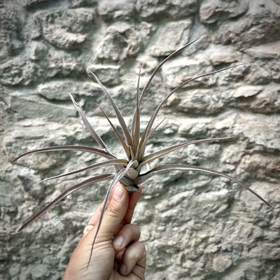 Tillandsia capitata peach red