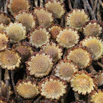 SUSANNAE ROSETTE CREAM (650PC)