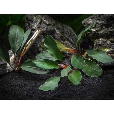 Bucephalandra Theia Green