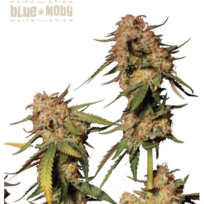 Seed Stockers Blue Moby semena neobsahují THC 3 ks
