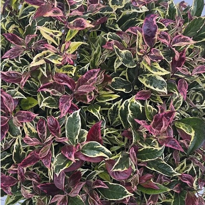 Leucothoe FloraSelf Leucothoe 'Firestar' výška 50-60 cm kvetináč 5 l