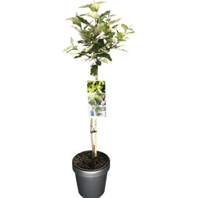 Hlošina Ebbingeova na kmienku FloraSelf Elaeagnus ebbingei výška kmeňa 50 cm kvetináč 3 l