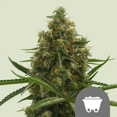 Royal Queen Seeds Shining Silver Haze regular semienka neobsahujú THC 25 ks