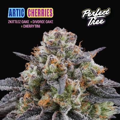 Perfect Tree Artic Cherries semienka neobsahujú THC 6 ks