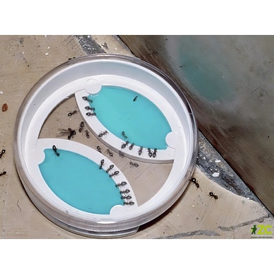 Neudorff Loxiran mravenčí bufet (2ks)