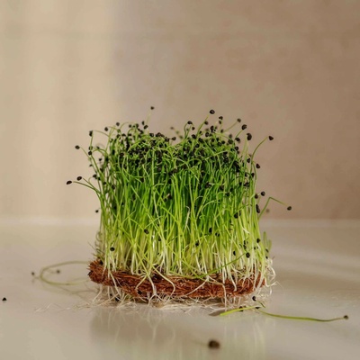 Tiny Greens Česnek Bliss BIO semínka na klíčení a 50 g