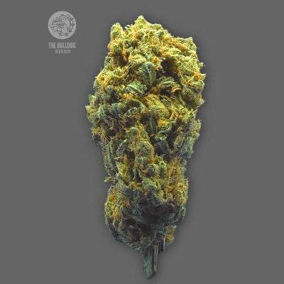 The Bulldog Seeds Strawberry Haze Auto semena neobsahují THC 3 ks
