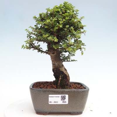 e-bonsai Venkovní bonsai - Ulmus parvifolia Hokkaido - jilm Čínský