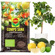 Compo Sana Substrát pro citrusy 10 l