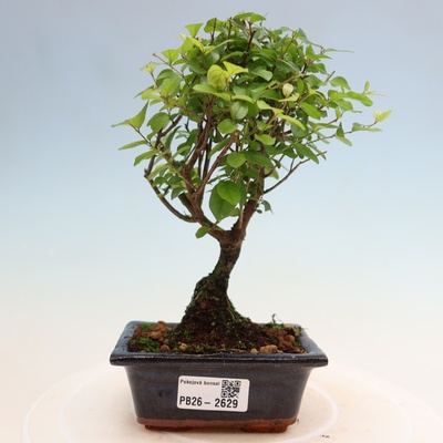 e-bonsai Pokojová bonsai - Sagerécie thea - Sagerécie thea