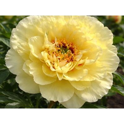 Pivonka hybridná Itoh Yellow Crown, kvetináč 1,5 l