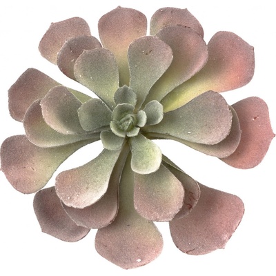 ECHEVERIA CELANO sukulent ZELENÁ/ČERVENÁ 20cm