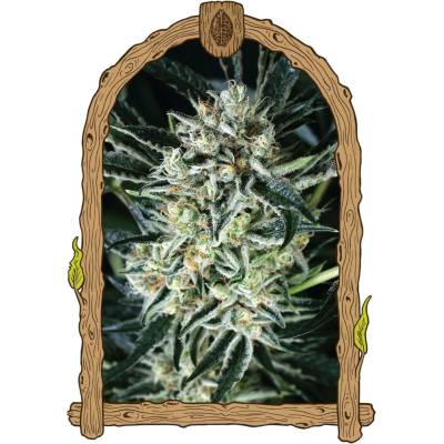 Exotic Seeds Jelly Bananen semena neobsahují THC 3 ks