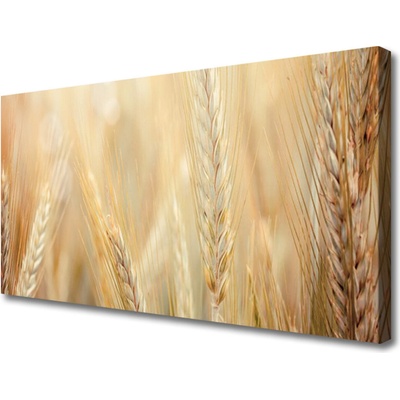 Obraz Canvas Pšenica rastlina príroda 100x50 cm
