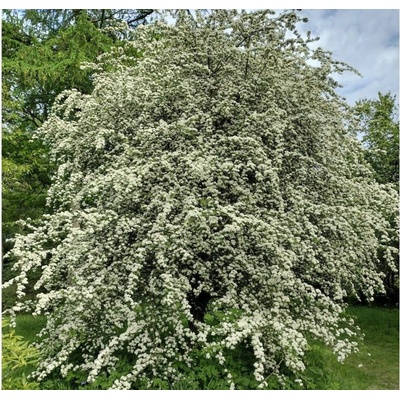 Hloh jednosemenný, výška 30-60 cm, kvetináč 5 l