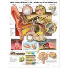 Ear: Organs of Hearing and Balance Anatomical Chart