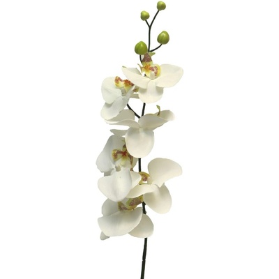 Orchidej - phalaenopsis 'Milan' krémová 78 cm