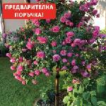 Meilland® Щамбова Роза Leonardo da Vinci®