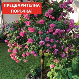 Meilland® Щамбова Роза Leonardo da Vinci®