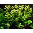 Bacopa amplexicaulis