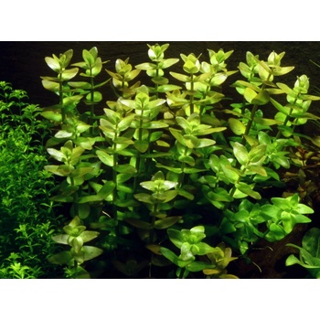 Bacopa amplexicaulis