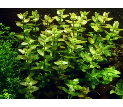 Bacopa amplexicaulis
