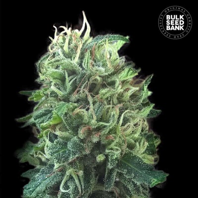 Bulk Seed Bank Green Scout Cookies semienka neobsahujú THC 100 ks