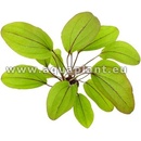 Echinodorus Devils Eye