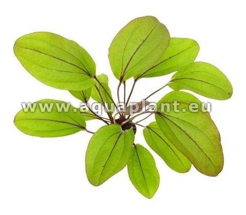 Echinodorus Devils Eye