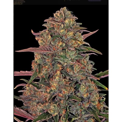 Dutch Passion Auto Glueberry O.G. 0% THC Balenie: 1 ks