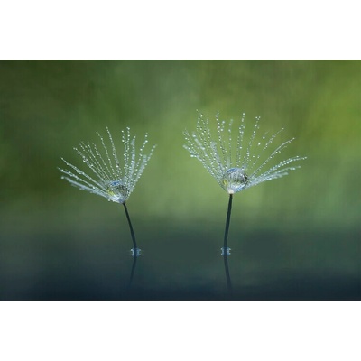 Plagát, Obraz - Dandelion Flowers, Abdul Gapur Dayak, 40 × 26.7 cm