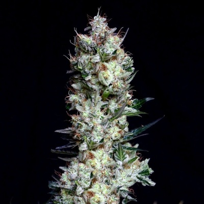Absolute Cannabis Seeds Rittus Haze semienka neobsahujú THC 1 ks