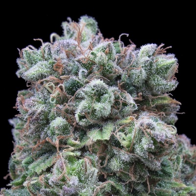Exclusive Seeds Bank Kush Exclusive semena neobsahují THC 3 ks