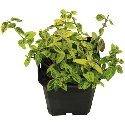 Brslen Fortunův žlutě panašovaný FloraSelf Euonymus fortunei 'Emerald n Gold' 10/15 výhonků květináč Ø 9 cm