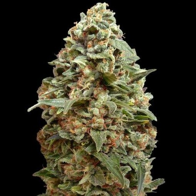 Advanced Seeds Afghan Skunk semena neobsahují THC 5 ks