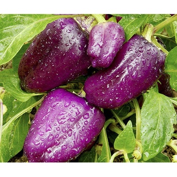 Paprika fialová Oda - Capsicum annuum - predaj semien - 9 ks
