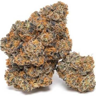 Growers Choice King Louis Garcia semena neobsahují THC 5 ks
