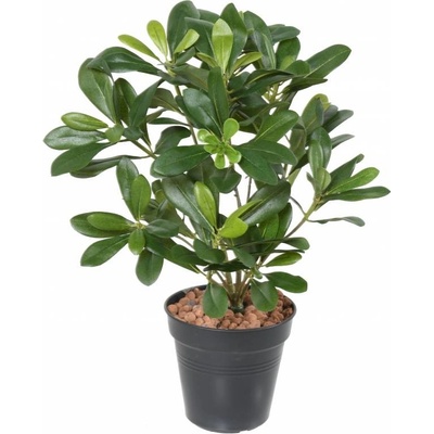 Umelá kvetina Pittosporum bez kvetináča, 38cm
