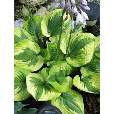 Lukon Glads Hosta SUMMER LOVIN - bohyška, funkie