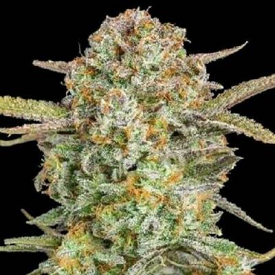 Advanced Seeds AUTO Bruce Banner XXL semena neobsahují THC 3 ks