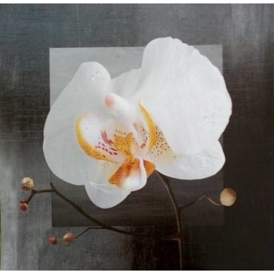 Bílá orchidej 1 deska 32x32