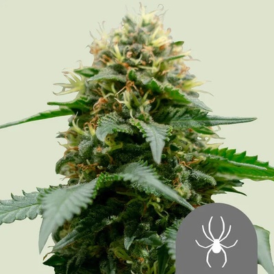 Royal Queen Seeds White Widow regular semienka neobsahujú THC 25 ks